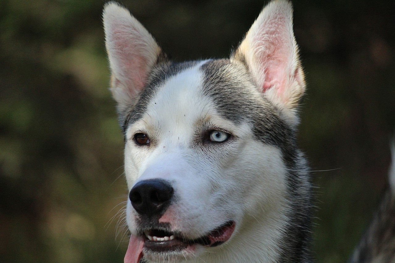 The Unique Characteristics of the Alaskan Malamute